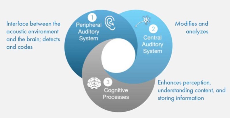 A Venn diagram showing how hearing affects cognition